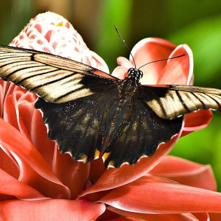 Entrada a Mariposario de Benalmádena (Málaga)
