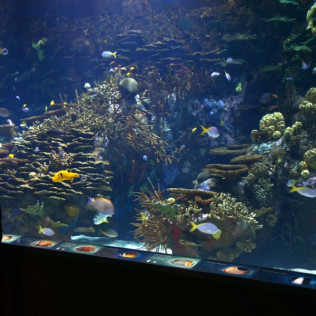 Entrada al Oceanogràfic (Valencia)