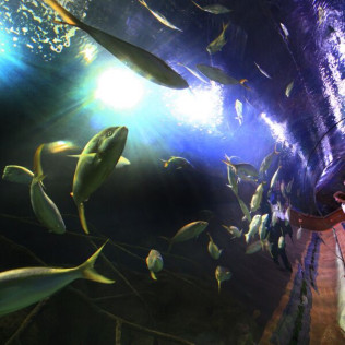 Entrada al Oceanogràfic (Valencia)