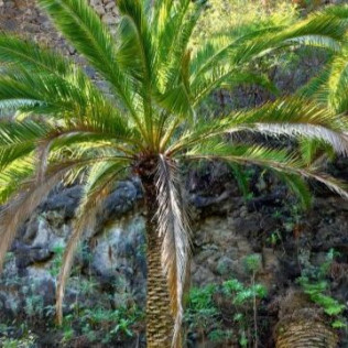 Entrada al Parque del Drago (Icod de los Vinos, Santa Cruz de Tenerife)
