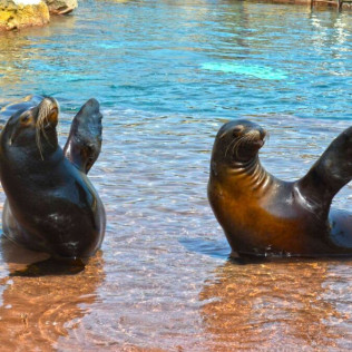 Entrada Combinada a Terra Natura y a Aqua Natura (Benidorm, Alicante)