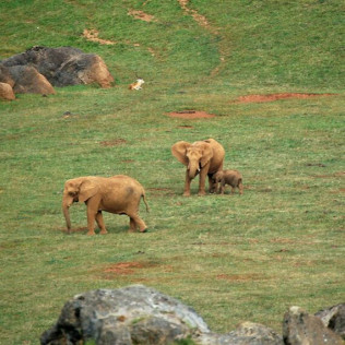 Entradas al Parque de la Naturaleza de Cabárceno y Telecabina (Obregón, Cantabria)