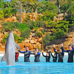 Dolphin Emotions Premium: Nadar con Delfines y Entrada a Zoomarine (Portugal)