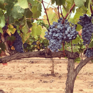 Escapada Enológica de 2 Noches con Visita a Bodegas Mayo Garcia para dos (Castellón)