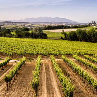 Escapada con Visita a Bodega Los Aljibes y Paseo en Coche de Caballos (Albacete)