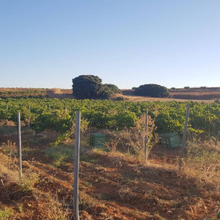 Escapada en Casa Rural & Spa La Graja con Visita a Bodegas Jesús Díaz e Hijos y Cata de Vinos para dos (Madrid)