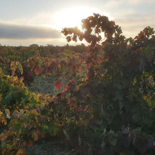 Escapada con Encanto y Visita a Bodega en Pago de Trascasas Hotel Rural (Valladolid)