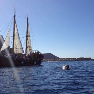 Excursión en Barco, Avistamiento de Cetáceos y Parada para Baño (Tenerife)