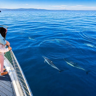Excursión en Barco en Busca de Delfines por la Bahía de Estepona con Bebida y Picoteo (Málaga)