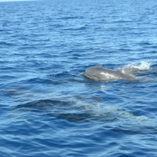 Excursión en Barco 5h, Avistamiento de Cetáceos, Los Gigantes y Comida (Tenerife)
