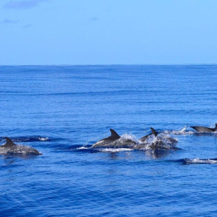 Excursión en Catamarán para Avistar Delfines y Ballenas con Bebidas (Gran Canaria)