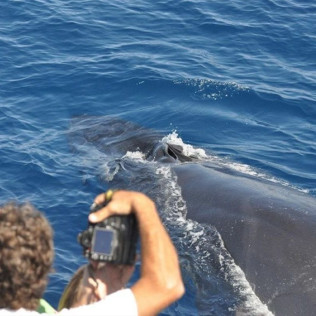 Excursión en Catamarán para Avistar Delfines y Ballenas con Bebidas (Gran Canaria)