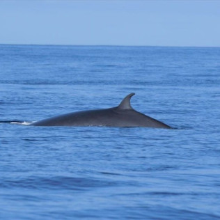 Excursión en Catamarán para Avistar Delfines y Ballenas con Bebidas (Gran Canaria)