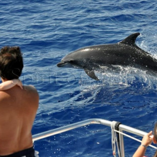 Excursión en Catamarán para Avistar Delfines y Ballenas con Bebidas (Gran Canaria)