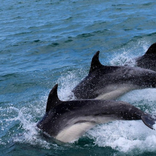 Excursión en Barco para ver Delfines (Sotogrande, Cádiz)