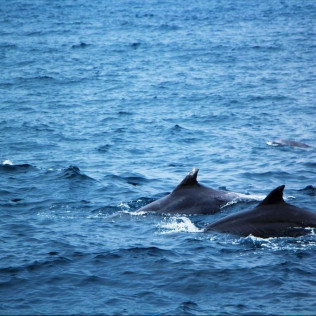 Excursión en Barco para ver Delfines (Sotogrande, Cádiz)