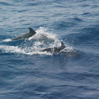 Excursión en Barco para ver Delfines (Sotogrande, Cádiz)