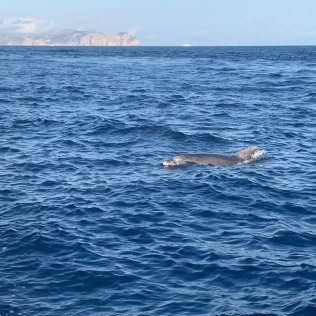 Excursión en Lancha para ver Delfines (Alcudia, Mallorca)