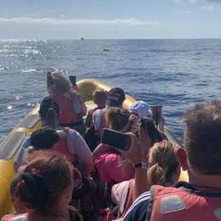 Excursión en Lancha para ver Delfines (Alcudia, Mallorca)
