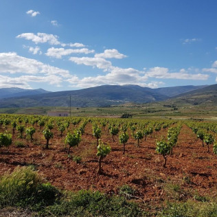 Visita Guiada con Cata para dos en la Finca Ecológica del Cortijo El Cura Eco-Bodega (Laujar de Andarax, Almería)