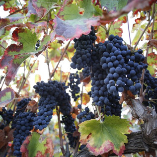 Visita a Bodega Huerto de la Condesa con Cata de Vinos para dos (Ronda, Málaga)