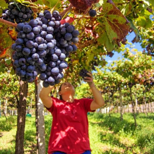 Visita a Viñedos y Bodegas Señorío de Rubiós con Cata y Circuito Termal en Balneario de Mondariz para dos (Pontevedra)