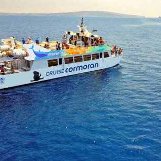 Dolphin Watch: Avistamiento de Delfines con Baño (Mallorca)