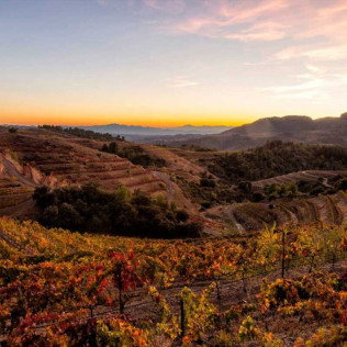 Wine & Tapas: Cata de Vinos con Tapas para dos en Bodega Buil & Giné (Tarragona)