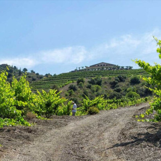 Wine & Tapas: Cata de Vinos con Tapas para dos en Bodega Buil & Giné (Tarragona)