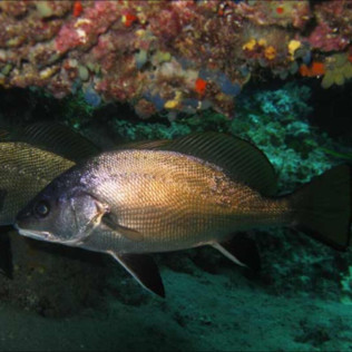 Discover Scuba Diving: Bautismo de Buceo (Las Negras, Almería)