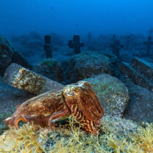 Introducción al Buceo en Mar (Fuencaliente de La Palma, Los Canarios)