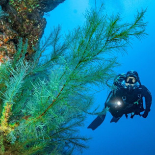 Introducción al Buceo en Mar (Fuencaliente de La Palma, Los Canarios)