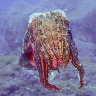 Introducción al Buceo en Mar (Fuencaliente de La Palma, Los Canarios)