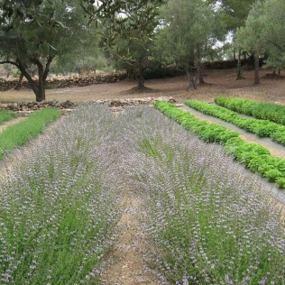 Visita Guiada a Ecoherbes: Jardí Botanic (L'Ampolla, Tarragona)
