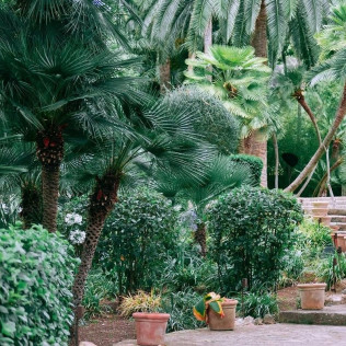 Jardines de Alfabia: Visita a la Casa, Jardines y al Huerto (Bunyola, Mallorca)