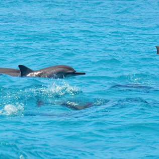 Dolphin Tour: Ruta en Jet Ski (Santa Eulalia del Río, Ibiza)