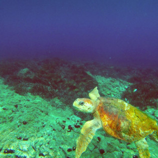 Ruta en Kayak con Reportaje Fotográfico, Refrigerio y Snorkel con Cabo de Gata Activo (Níjar, Almería)