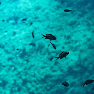 Excursión en Kayak y Snorkel en la Reserva Marina de Menorca (Fornells, Menorca)