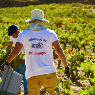 Visita a Bodegas Vinícola Real de La Casa del Cofrade con Cata de Vinos (Albelda de Iregua, La Rioja)