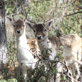 Entrada a La Maleza Parque de Fauna (Teruel)