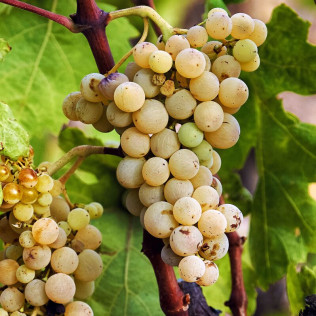 Picnic entre Viñas: Visita, Degustación y Comida para dos en Celler La Vinyeta (Girona)