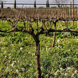 Picnic entre Viñas: Visita, Degustación y Comida para dos en Celler La Vinyeta (Girona)