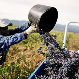 Visita a Bodega La Vinyeta con Desayuno y Cata de Vinos para dos en Mollet de Peralada (Girona)