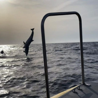 Excursión en Lancha con Avistamiento de Delfines (Can Picafort, Mallorca)