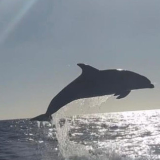Excursión en Lancha con Avistamiento de Delfines (Can Picafort, Mallorca)
