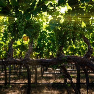 Visita a Bodega, Coupage, Cata de Vinos y Maridaje de Ibéricos en Bodegas Licina (Morata de Tajuña, Madrid)