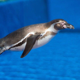 Entrada a Marineland Mallorca (Costa d’en Blanes, Mallorca)