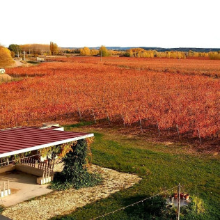 Visita y Cata de Vino en Bodega y Viñedos Martín Berdugo (Aranda de Duero, Burgos)