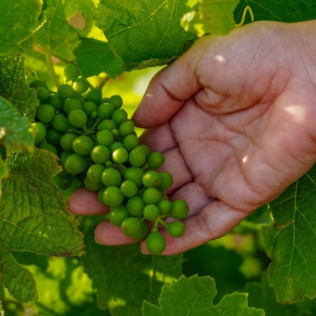 Desayuno Entre Viñas y Visita a Bodega en Celler Martín Faixó (Girona)