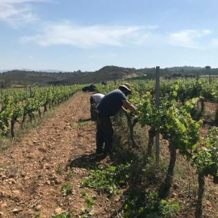 Visita Estándar: Visita Guiada a Bodega Mas de Rander y Viñas con Cata de 4 Vinos (Torreblanca, Castellón)